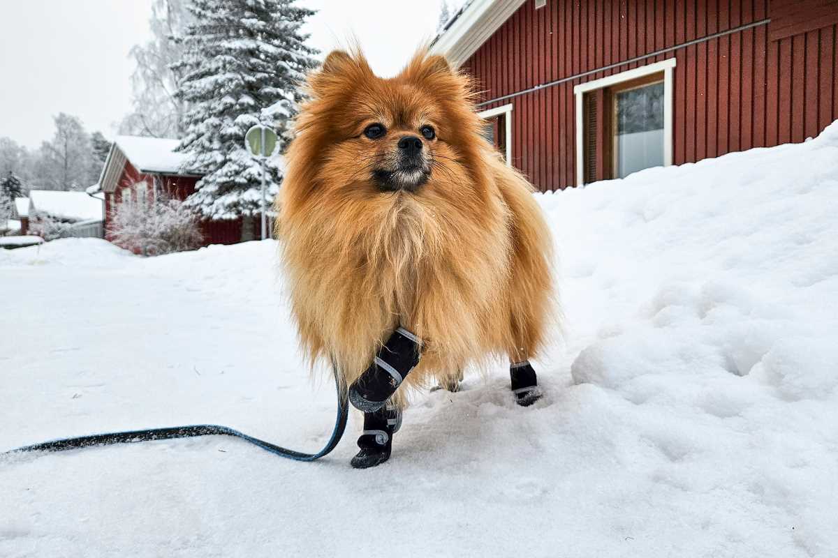 A Closer Look at the Most Adorable and Famous Furry Companions of Celebrities